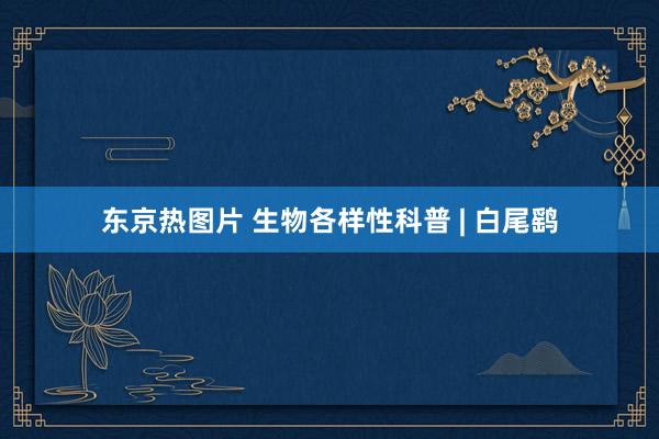 东京热图片 生物各样性科普 | 白尾鹞