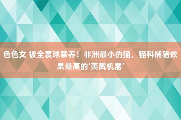 色色女 被全寰球禁养！非洲最小的猫，猫科捕猎效果最高的‘夷戮机器’